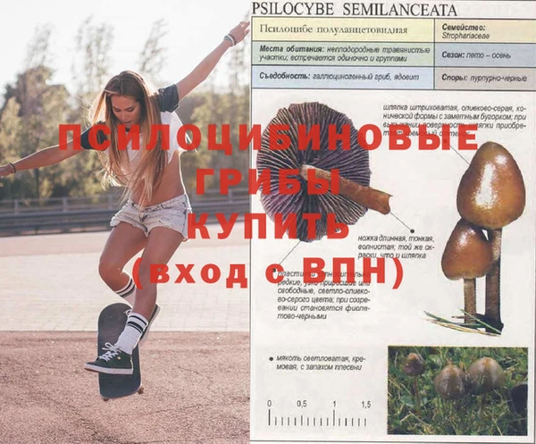 индика Баксан